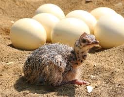 Ostrich Egg